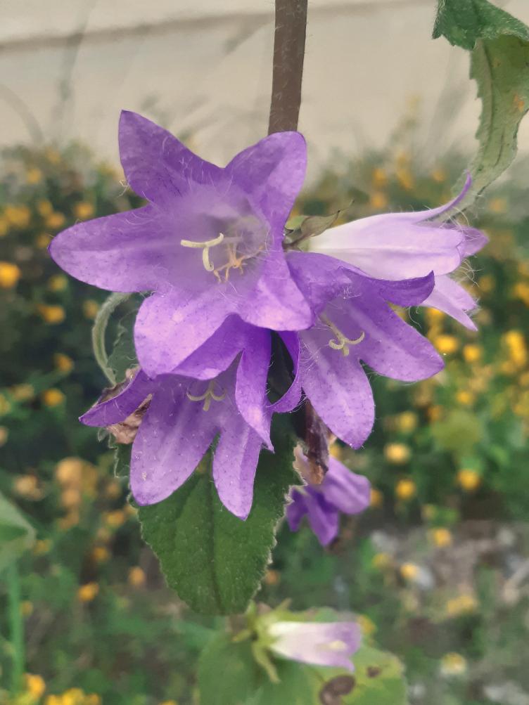 Campanula rapunculoides