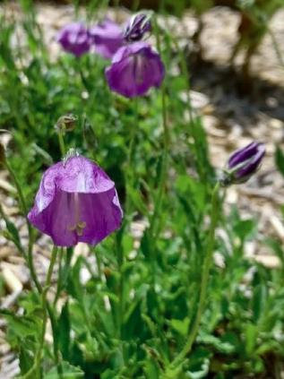 Campanula x pulloides `G. F. Wilson`