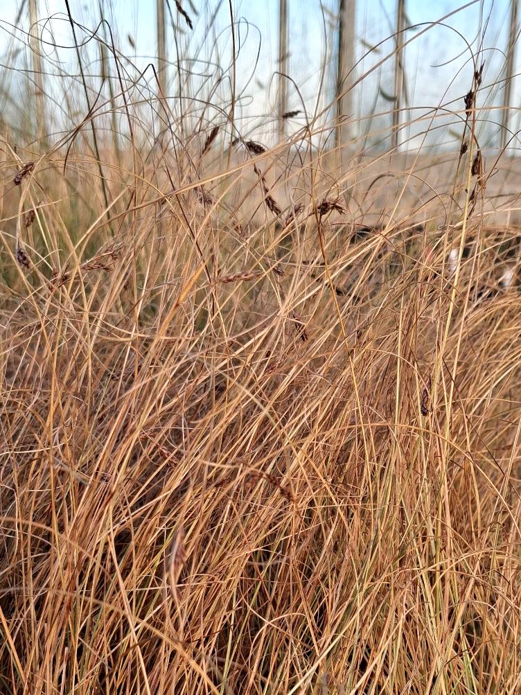Carex albula `Frosted Curls`