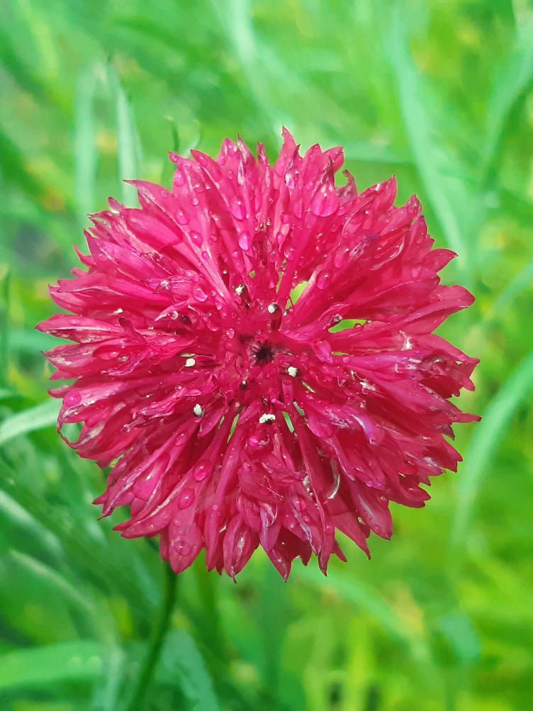 Centaurea cyanus `A Fleurs Rouges`