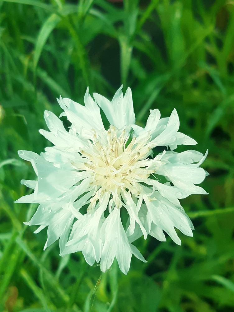 Centaurea cyanus `Alba`