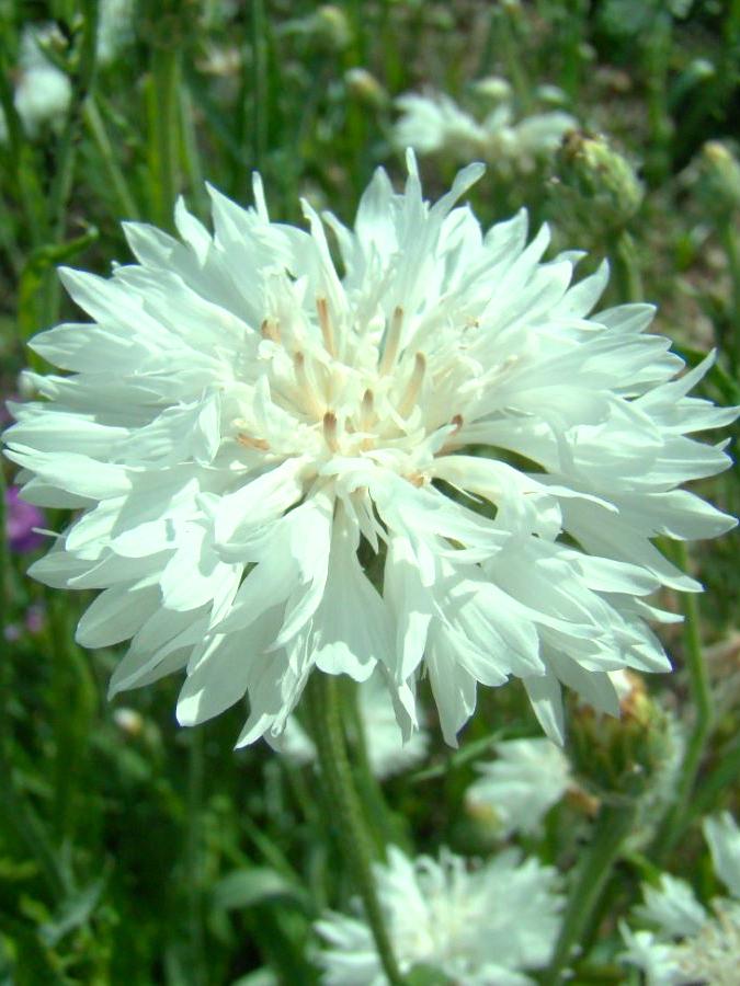 Centaurea cyanus `Alba`