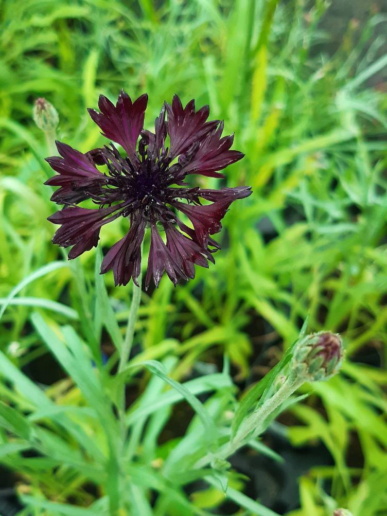 Centaurea cyanus `Black Ball`