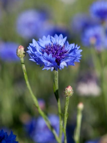 Centaurea cyanus `Blauer Junge`
