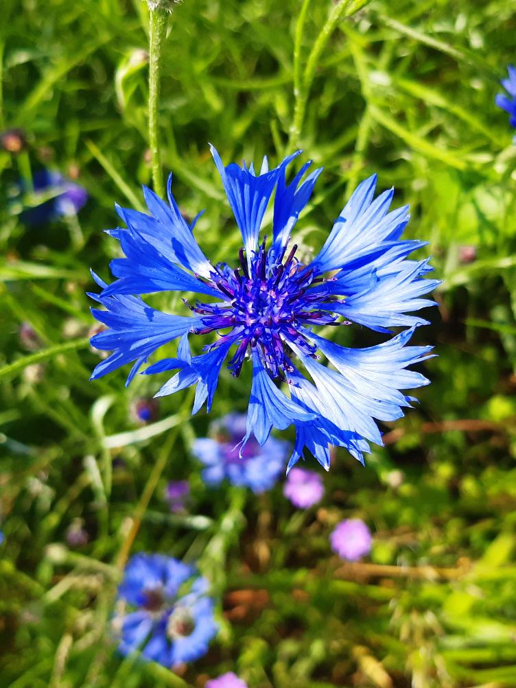 Centaurea cyanus
