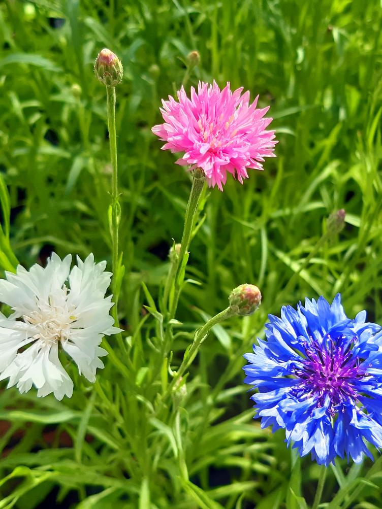 Centaurea cyanus `Farben Mix`