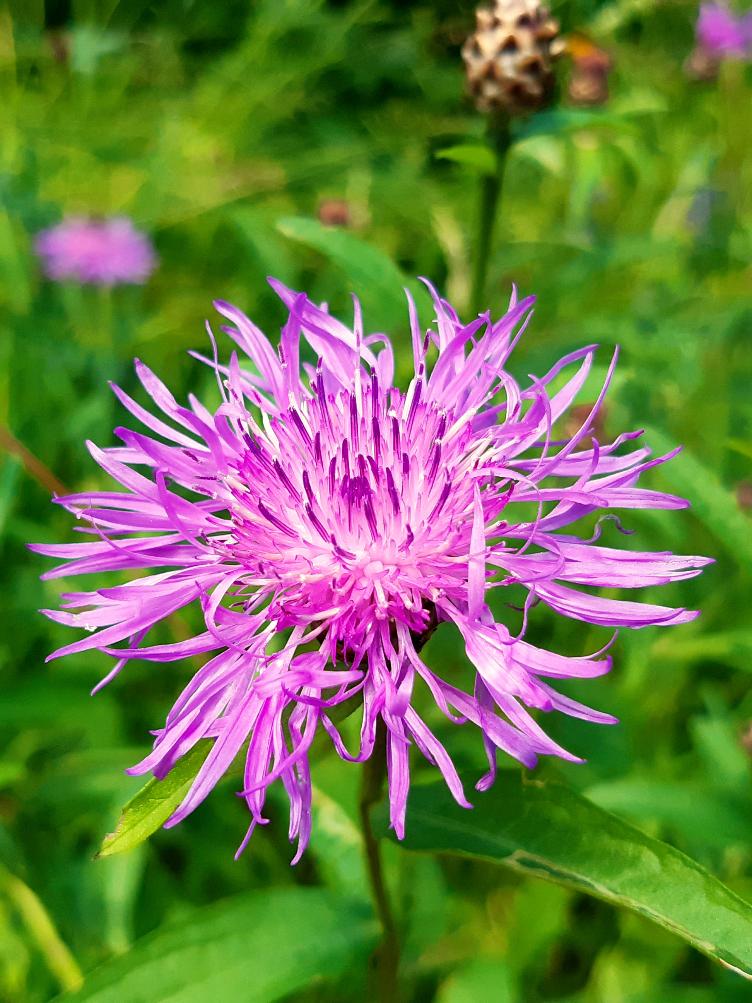 Centaurea jacea