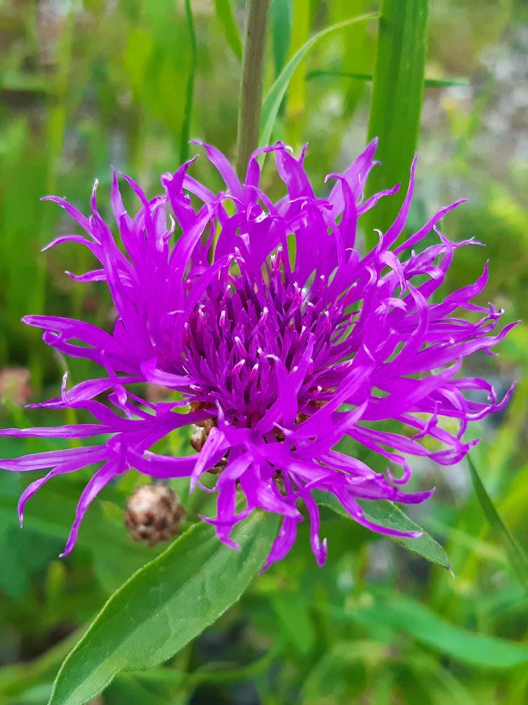 Centaurea montana