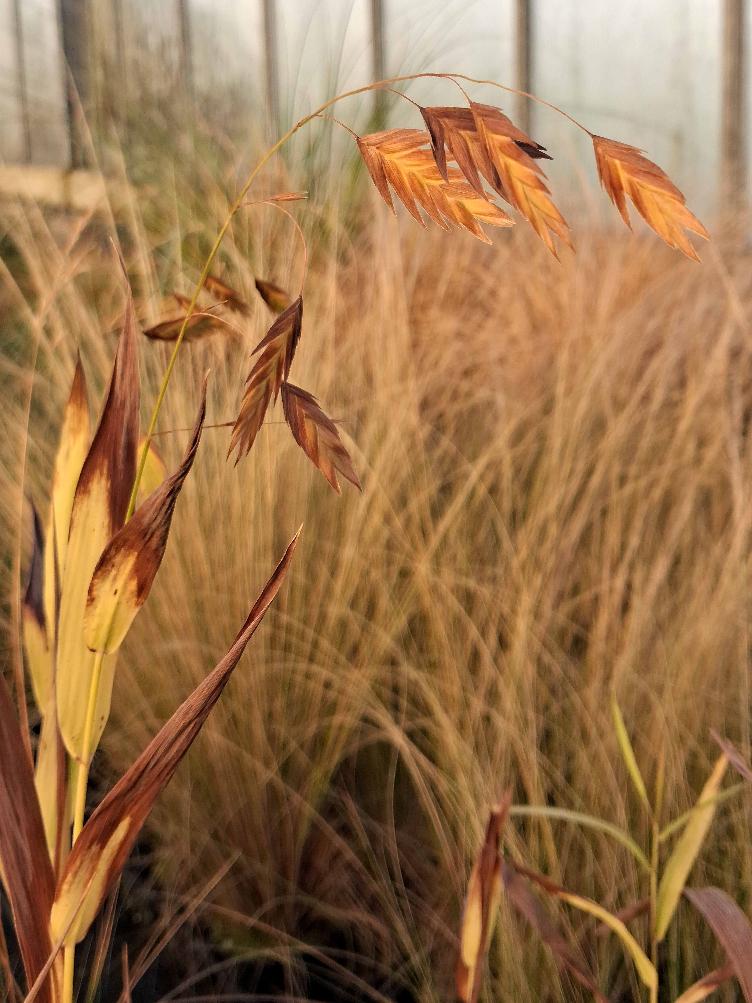 Chasmanthium latifolium