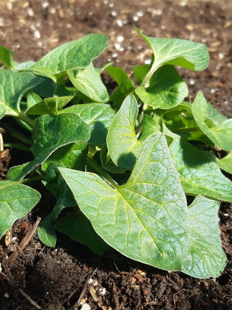 Chenopodium bonus-henricus