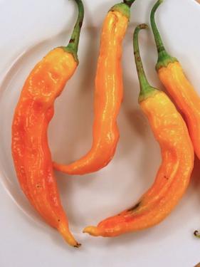 Chili Aji Golden