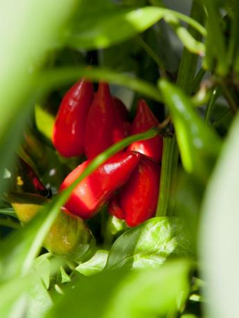 Chili Cornetti