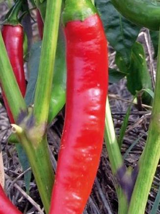 Chili De Cayenne