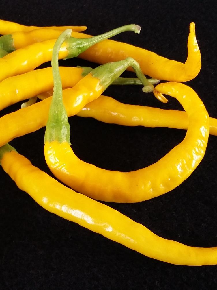 Chili Elefantenrüssel gelb