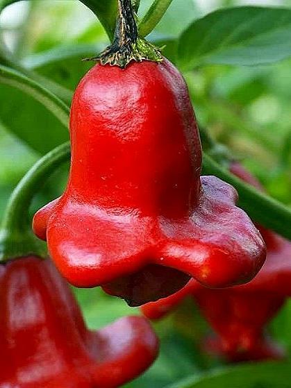 Chili Glockenchili