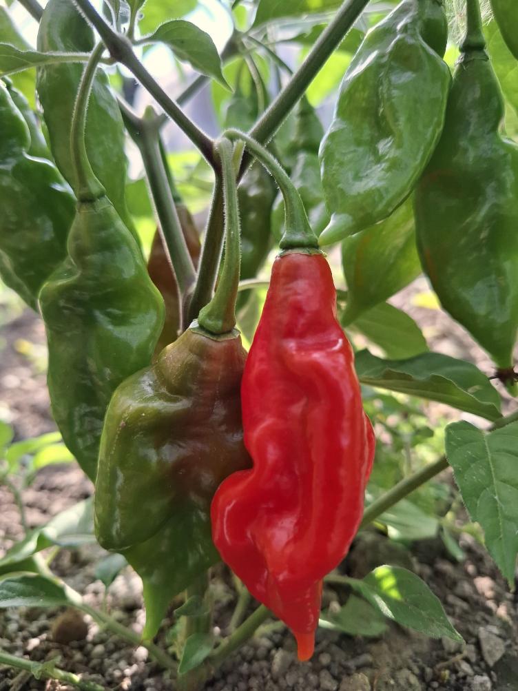 Chili Habanero Hot Paper Lantern