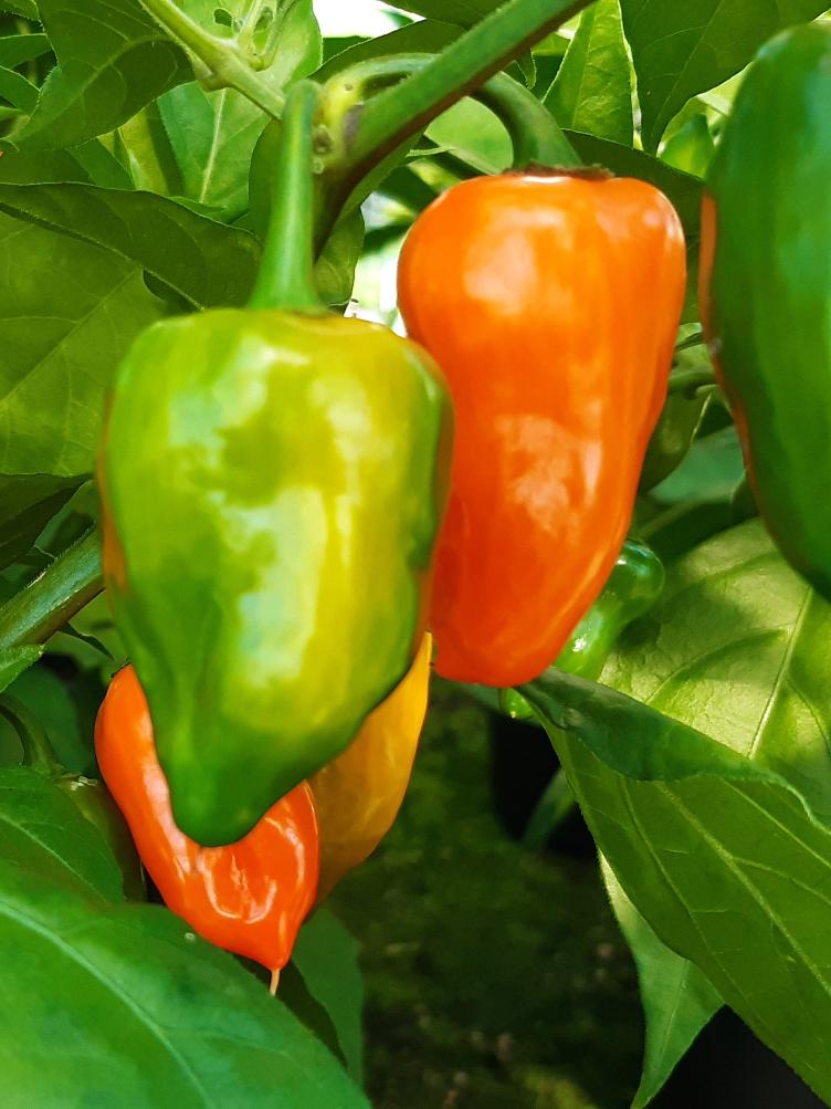 Chili Habanero Orange