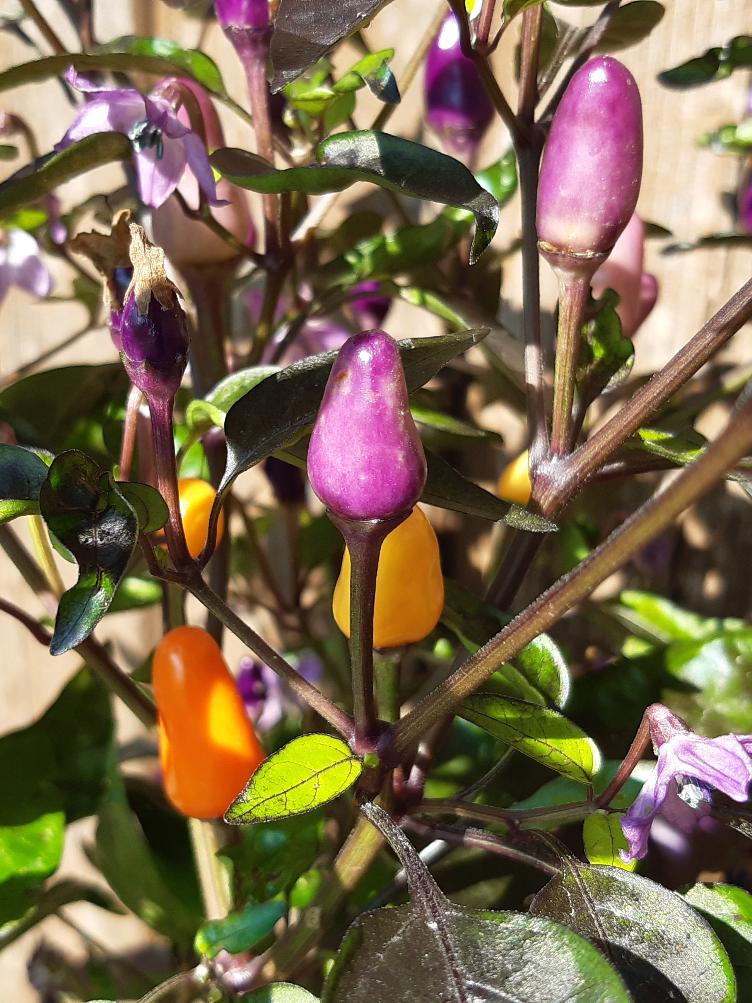 Chili Lila Luzi