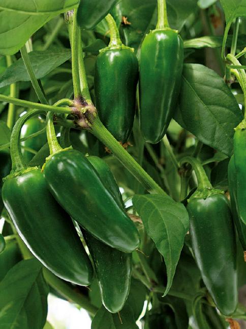 Chili Pimientos de Padron