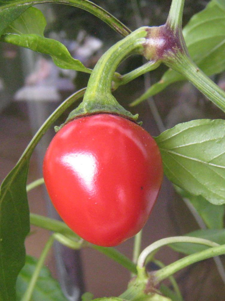 Chili Rote Teufelchen
