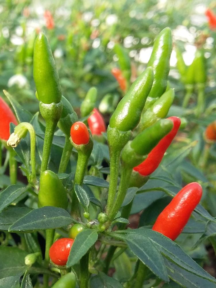 Chili Skinny
