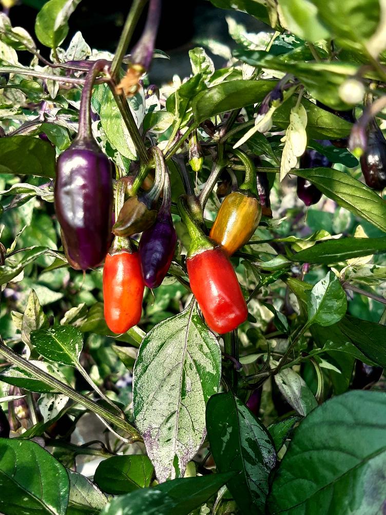 Chili Variegata