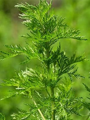 Chinesischer Beifuss (Qing Hao)