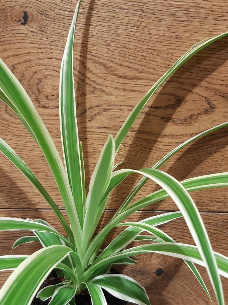 Chlorophytum comosum `Ocean`