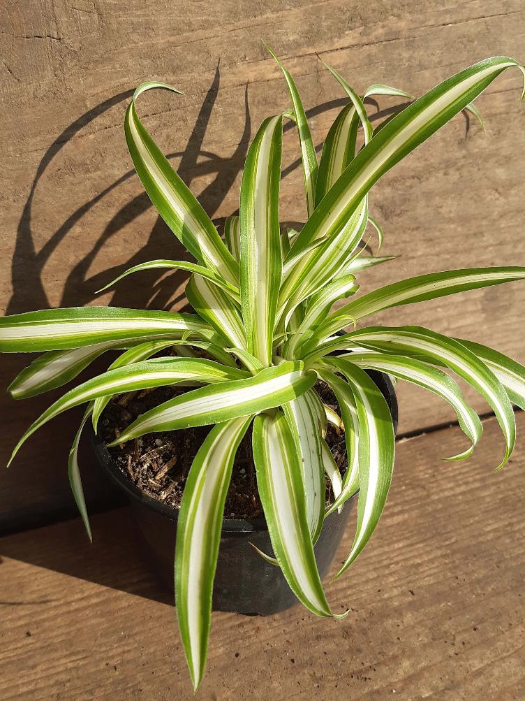 Chlorophytum comosum `Vittatum`