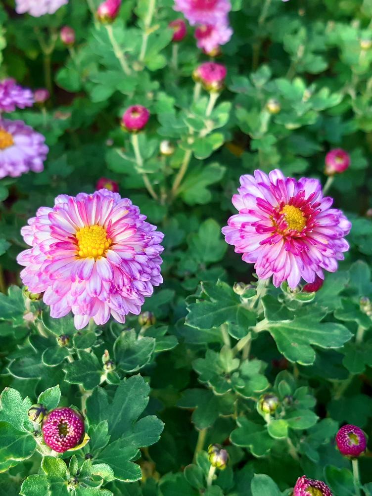 Chrysanthemum x grandiflorum `Anastasia`