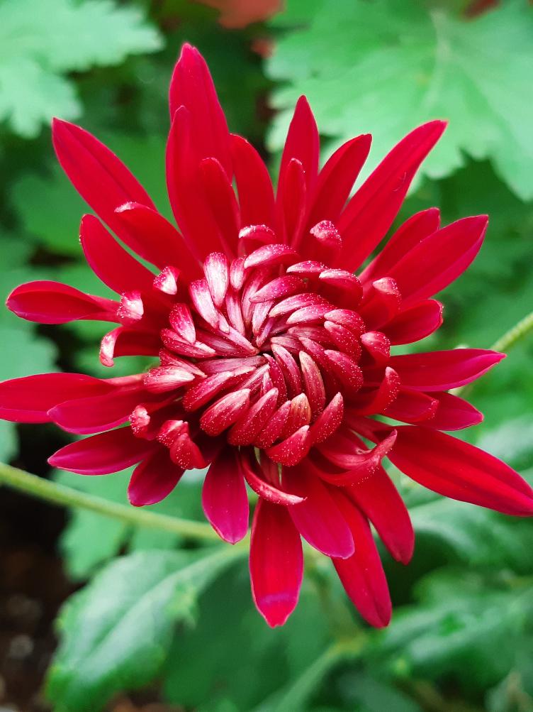 Chrysanthemum x grandiflorum `Andromeda`