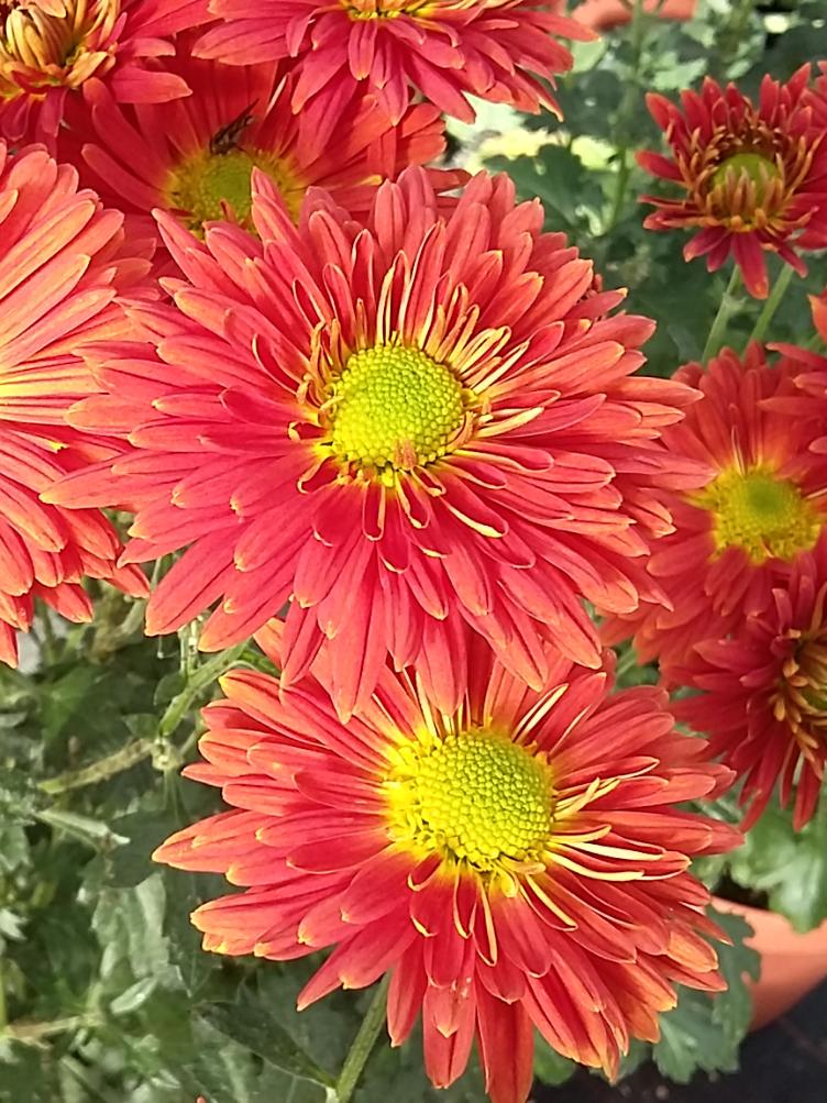 Chrysanthemum x grandiflorum `Apollo`