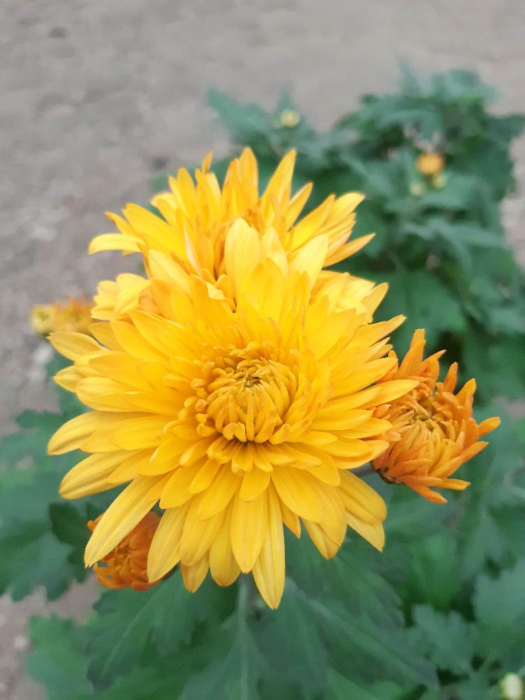 Chrysanthemum x grandiflorum `Basel`