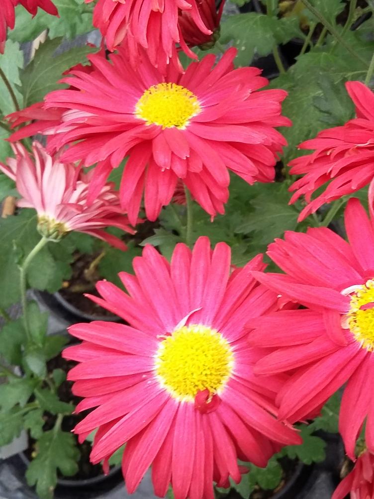 Chrysanthemum x grandiflorum `Ceddie Mason`