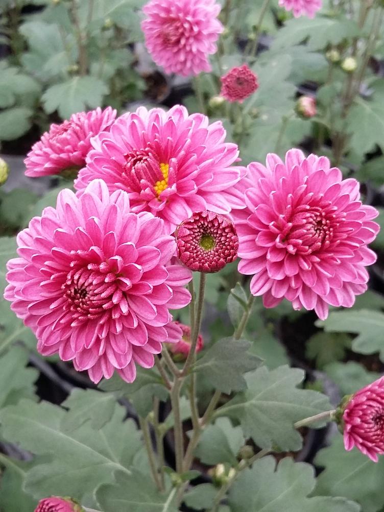 Chrysanthemum x grandiflorum `Cherpillod`