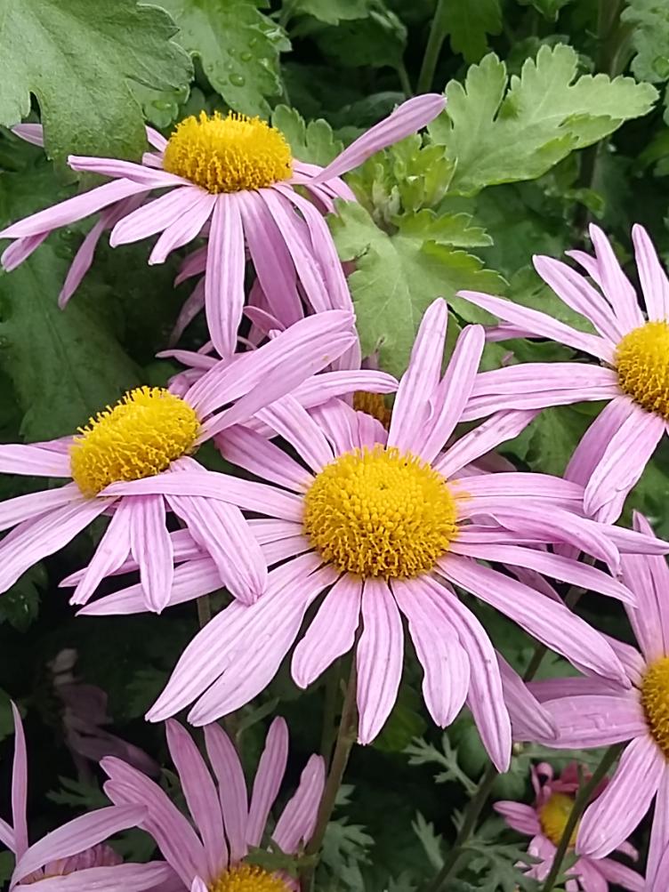 Chrysanthemum x grandiflorum `Clara Curtis`