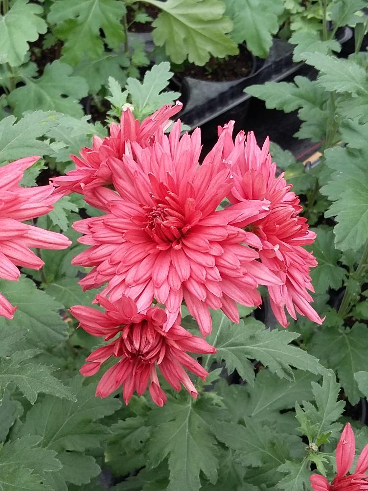 Chrysanthemum x grandiflorum `Clara Pidoux`