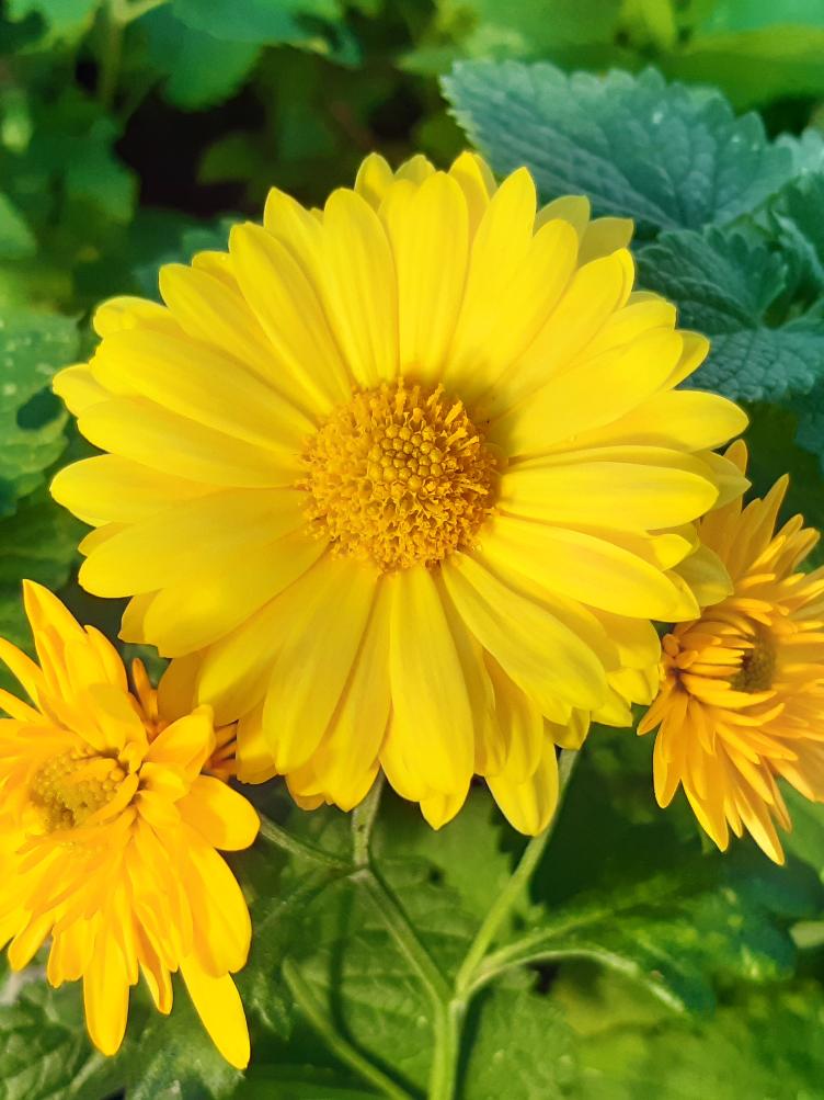 Chrysanthemum x grandiflorum `Dakota`