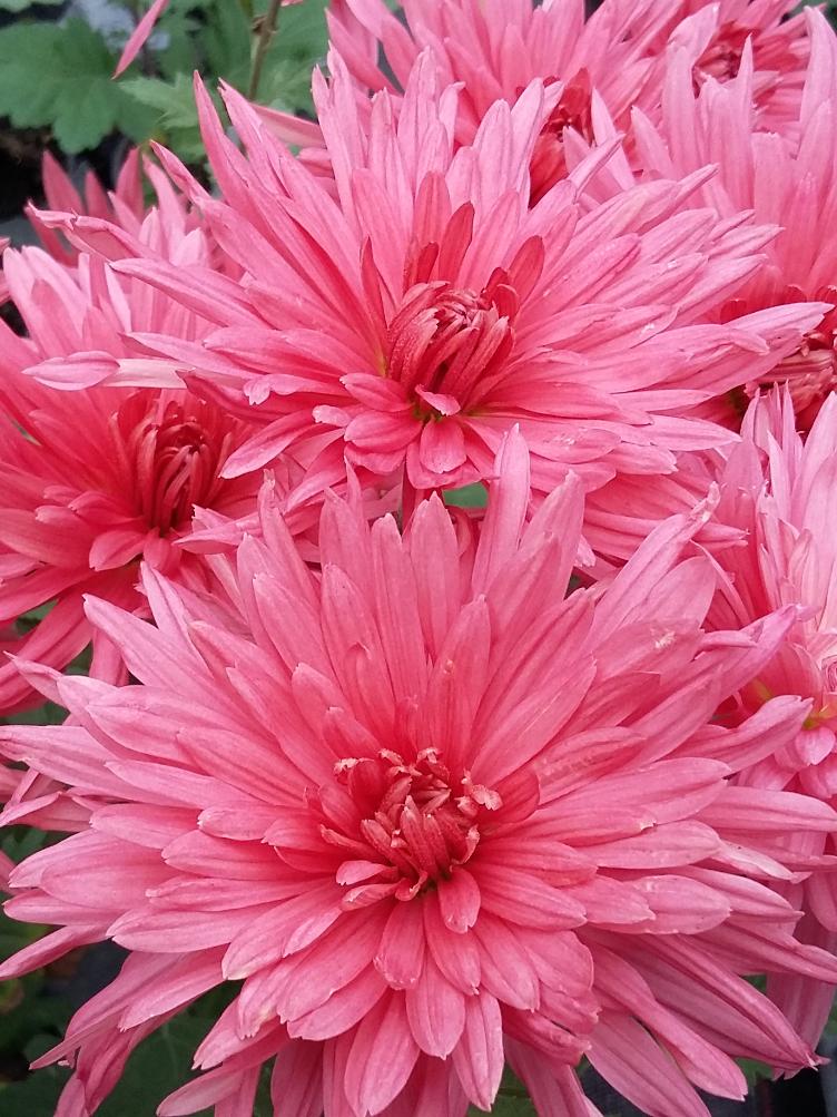 Chrysanthemum x grandiflorum `Dorigny`