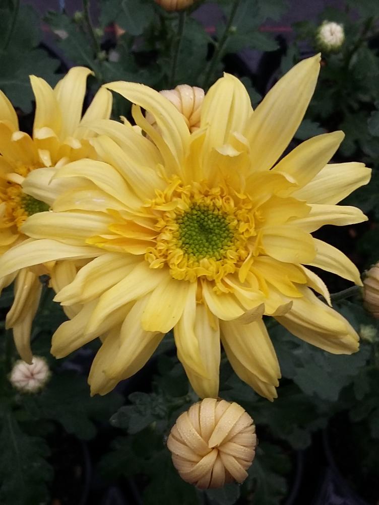 Chrysanthemum x grandiflorum `Edelgard`