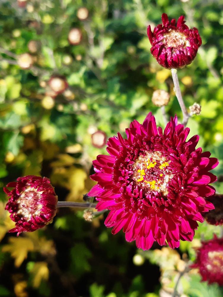 Chrysanthemum x grandiflorum `Feuerzauber`