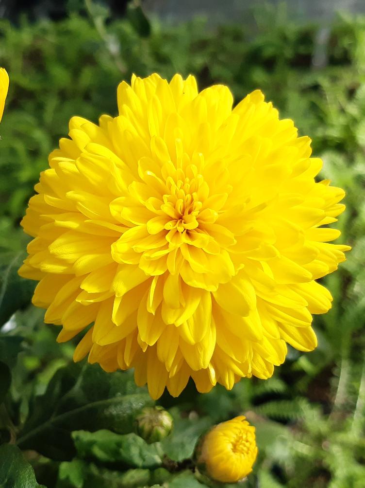 Chrysanthemum x grandiflorum `Golden Orfe`