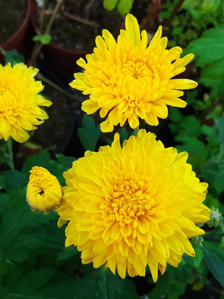 Chrysanthemum x grandiflorum `Goldfinder`