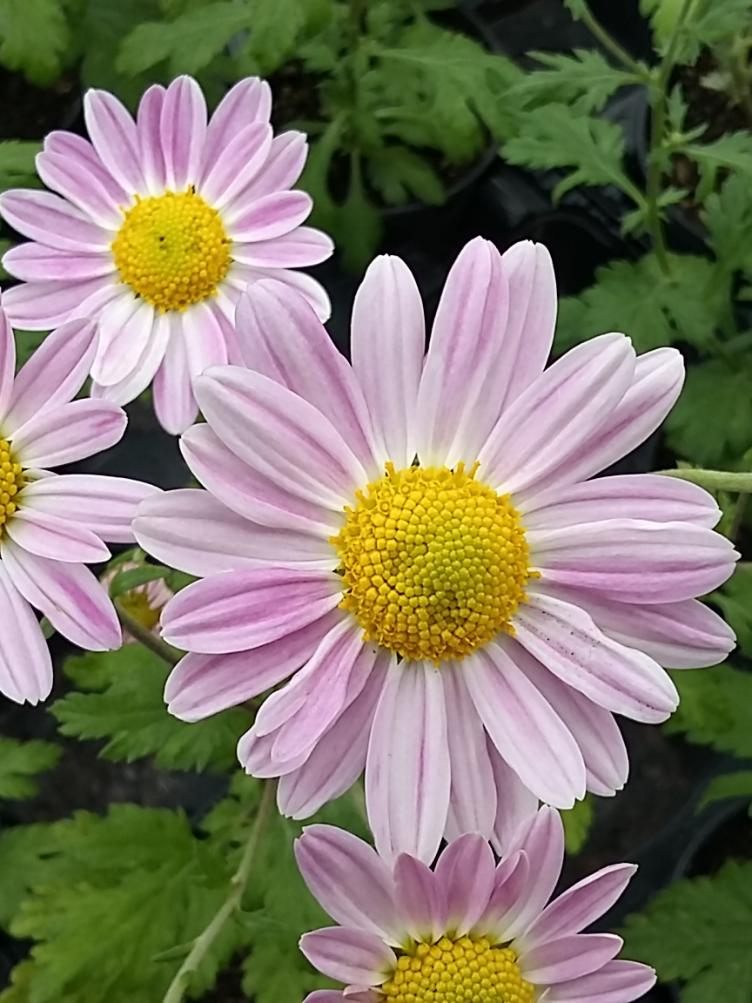 Chrysanthemum x grandiflorum `Hebe`