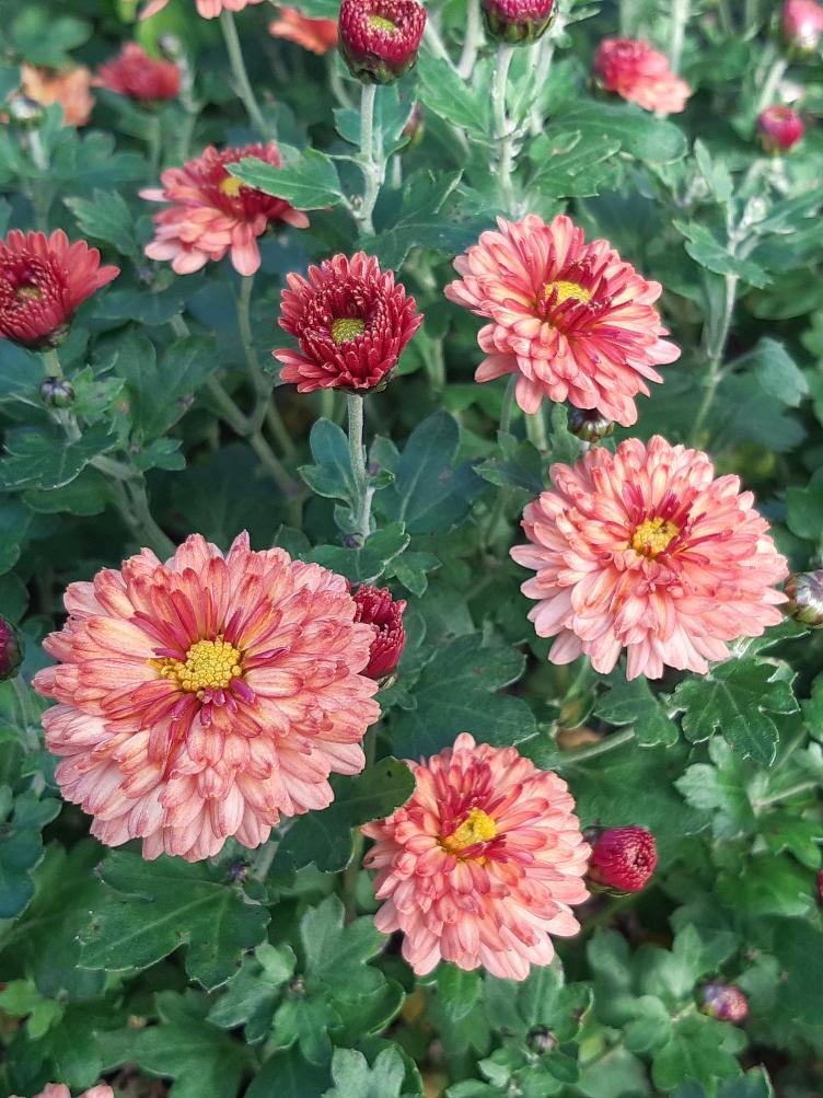 Chrysanthemum x grandiflorum `Herbstbrokat`