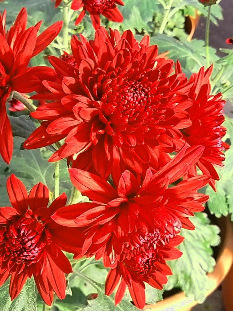 Chrysanthemum x grandiflorum `Herbstrubin`