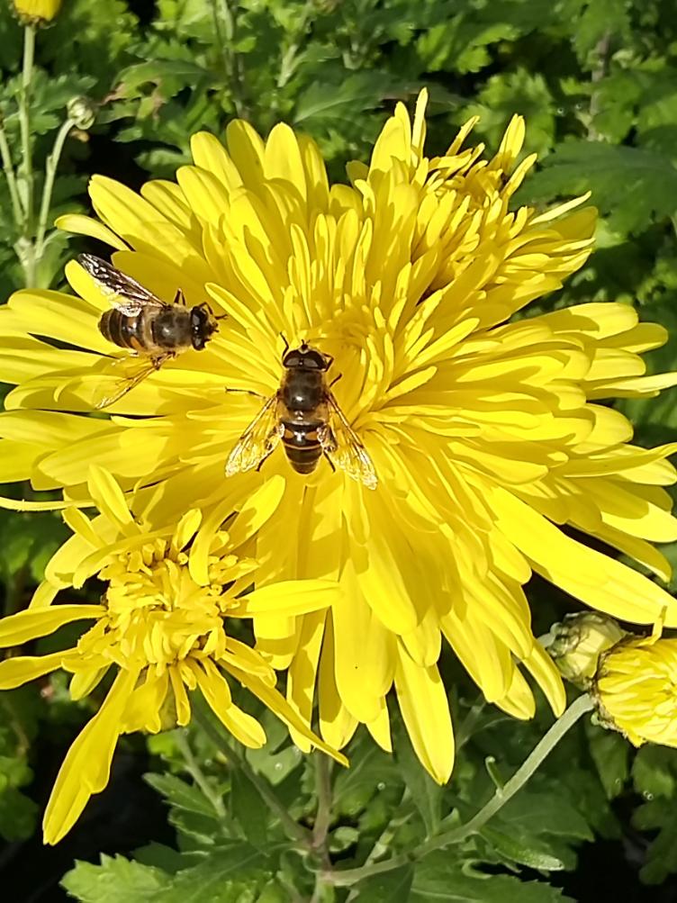Chrysanthemum x grandiflorum `Luce`