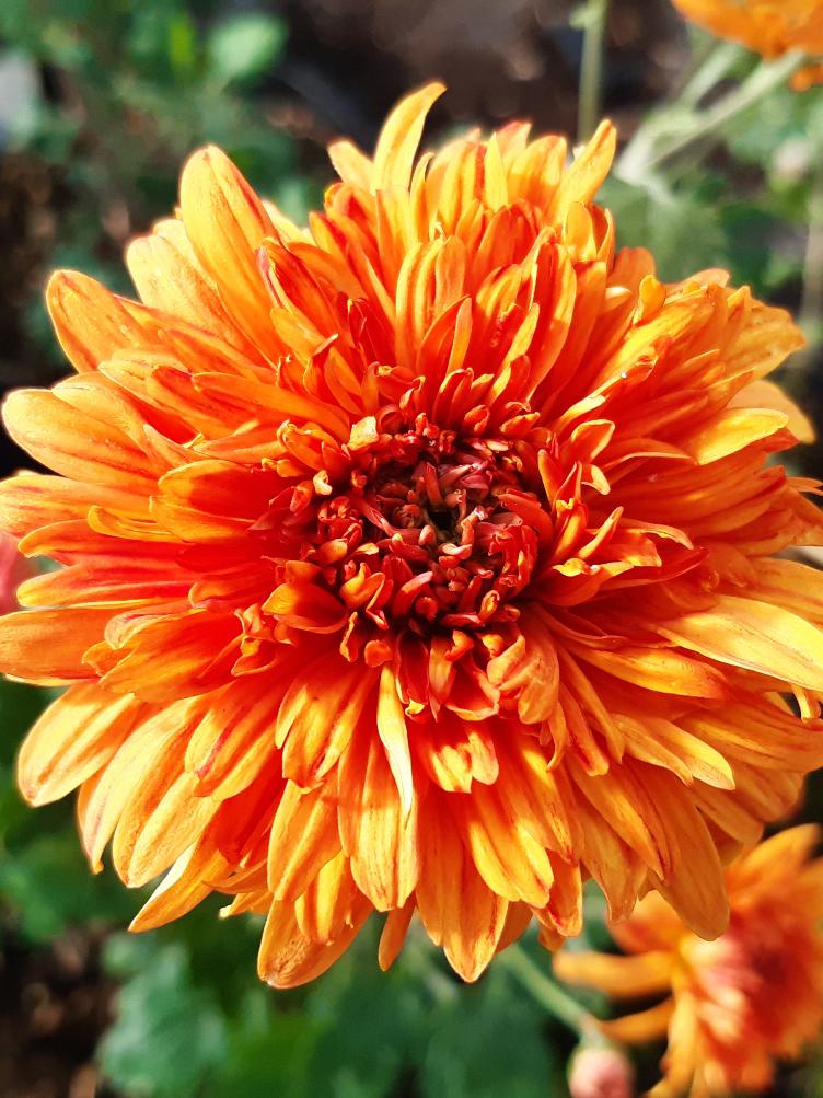 Chrysanthemum x grandiflorum `Mandarine`