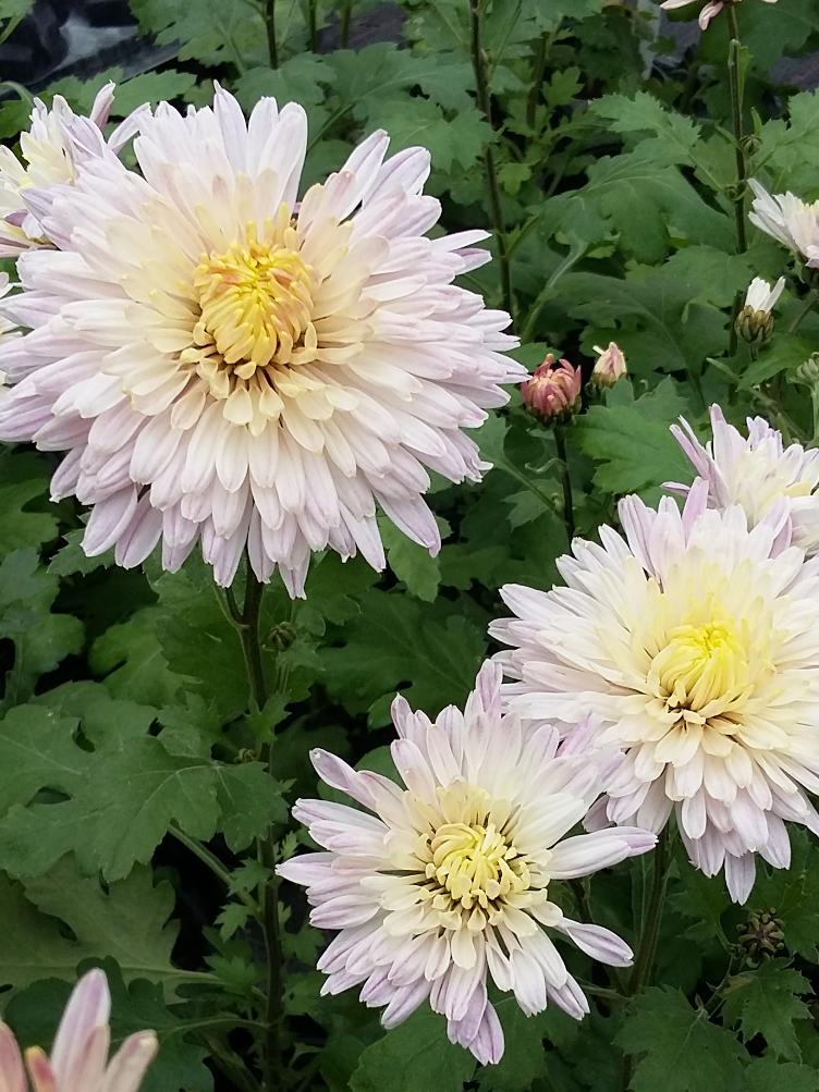 Chrysanthemum x grandiflorum `Mutrux`