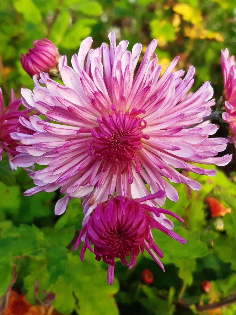 Chrysanthemum x grandiflorum `Nebelrose`